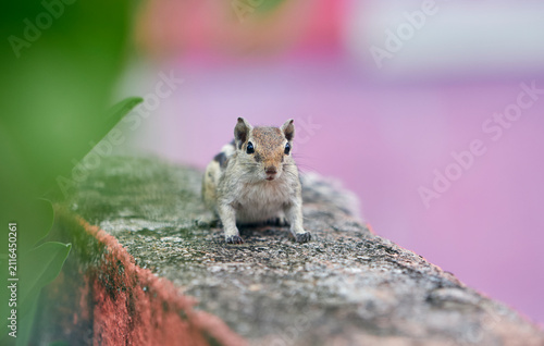 Foto A cute looking Indian palm squirrel (Funambulus palmarum) stays cautious as it monitors the environment