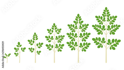 Green plant growth stages showing the development of a small tree from a sprout to a tall plant Vector