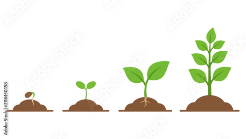 Cuadro en lienzo Green plant growth stages showing a seed sprouting into a small sapling in brown