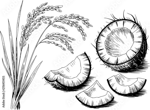 Принти на полотні Dibujo a mano de tallos de arroz y trozos de coco sobre fondo blanco