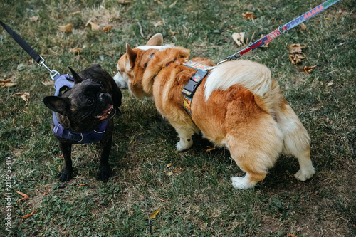 Foto Pembroke Welsh Corgi and French Bulldog greeting each other during a walk in the park