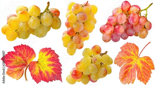 Fresh grapes assortment still life isolated on white background studio shot overhead view healthy food fruit autumn harvest