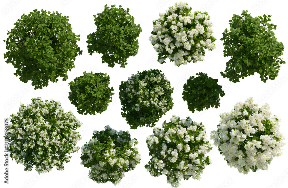 Obraz premium A Syringa reticulata Ivory silk tree, viewed from above, cutout with a transparent background, ideal for isolation, displaying realistic tree canopies in diverse shapes