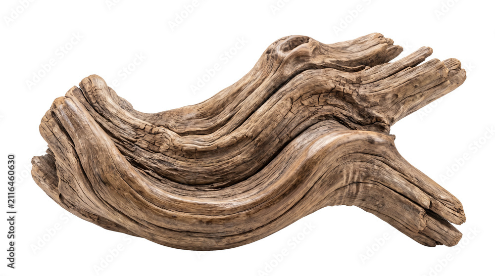 Fototapeta premium Beautifully weathered piece of driftwood featuring smooth flowing lines and deep natural wood grain textures