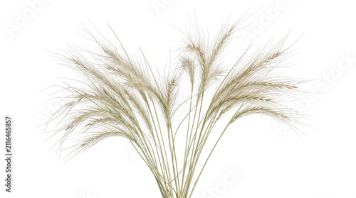Obraz na plátne Beautiful fan shaped arrangement of dried wild grass stalks featuring feathery s