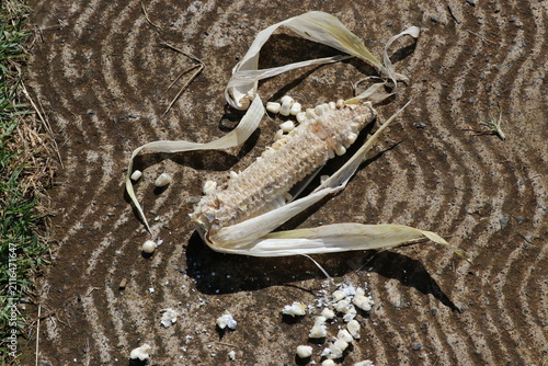 Obraz na płótnie Eaten corn cob on textured ground with scattered kernels