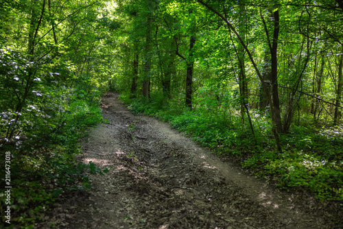Forest path winding through vibrant green trees