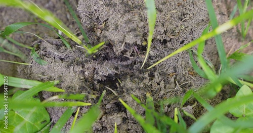 Ants creating ant hill nest in garden soil