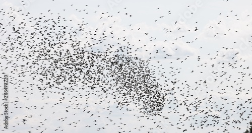 Gathering of individual birds to forage