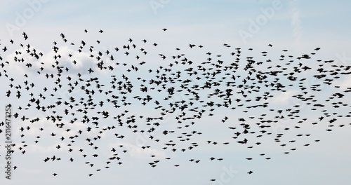 Gathering of individual birds to forage