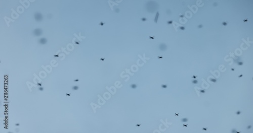 Konstfotografi Mosquito swarm at summer in the sky