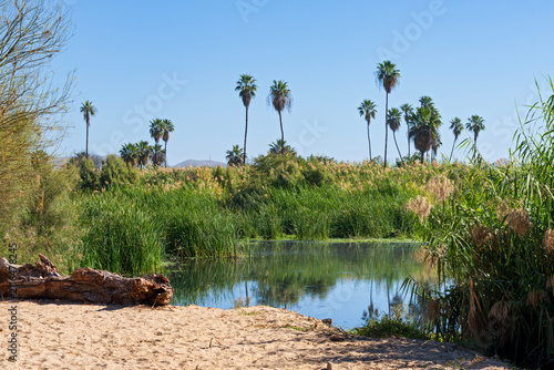palms and grassy banks along wetland of san jose del cabo estuary in baja california mexico