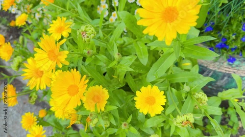 Bright yellow flowers in full bloom with green leaves and small white blossoms surrounding them in a vibrant garden setting during daylight hours