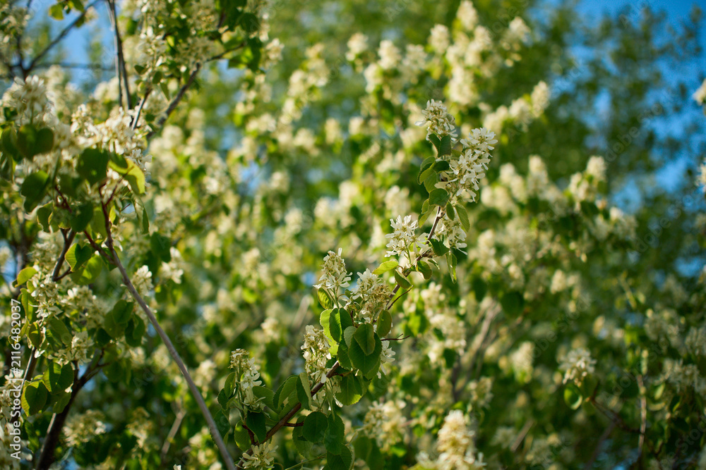 Fototapeta premium Blooming amelanchier tree branches in spring
