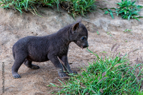 Fotografie Spotted Hyena cub at the den
