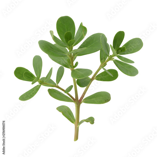 Fresh green purslane herb isolated on white. Organic edible plant for healthy nutrition.
