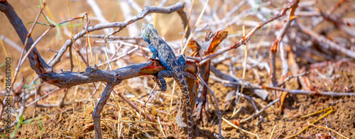 Photography The blue agama sits in ambush on sand and branches and hunts for insects