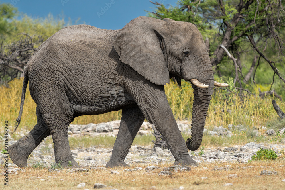 Fototapeta premium Elephant bull in Etosha. Elephant bulls are often seen in Etosha National Park (Land of giants) in Namibia before or after visiting a waterhole.
