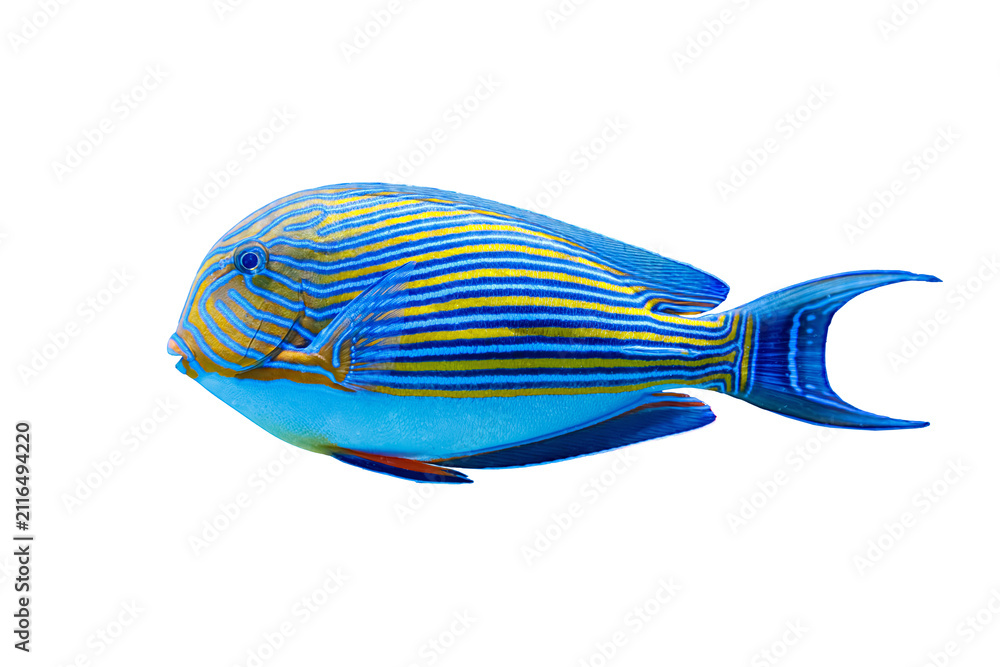 Obraz premium Clean side view of colorful marine surgeonfish. Template for pet shop supplies online retail, premium fish food package design, water care items and copy space
