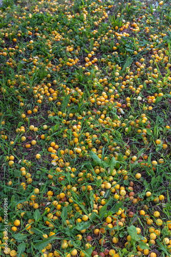 Fotografie Yellow mirabelle plums fallen on grassy ground natural harvest scene