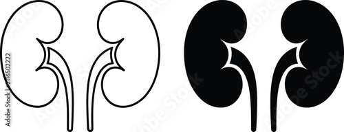 Human kidney anatomy icon vector illustration