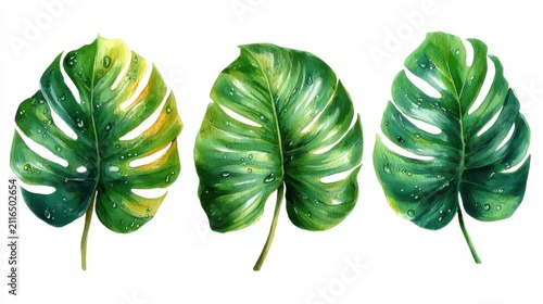 Watercolor Painting of Three Monstera Leaves with Water Droplets on White Background Artistic Botanical Illustration Tropical Plant