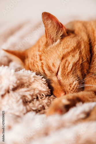 Cute ginger cat sleeps on bed with fluffy blanket