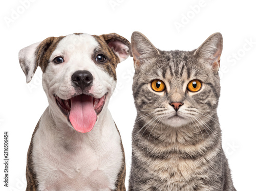 Cute Happy Puppy Dog and Tabby Cat Together Close Up Portrait Isolated on Transparent Background