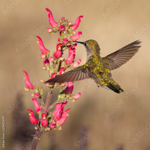 Anna's hummingbird feeding on Redbirds in a Tree blooms, Hesperus, Colorado, USA