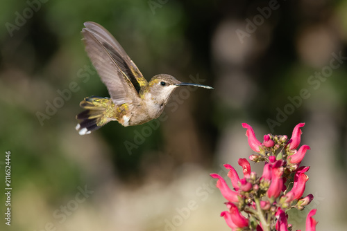 Anna's hummingbird feeding on Redbirds in a Tree blooms, Hesperus, Colorado, USA