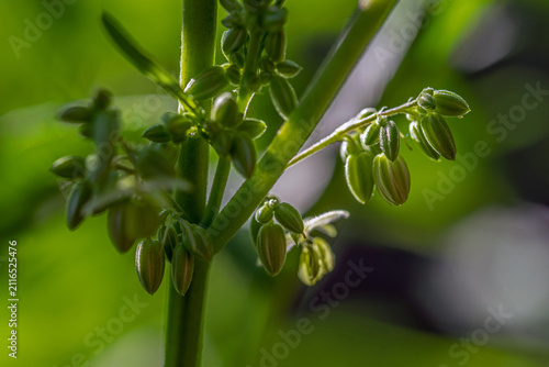 Close-up of a flowering cannabis plant with developing buds illuminated by soft sunlight, highlighting fresh green growth and natural botanical detail. Selective focus.