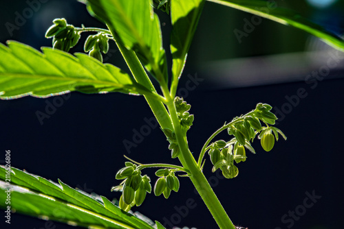Backlit close-up of a flowering cannabis plant with developing buds and serrated leaves, showcasing fresh green growth in natural sunlight. Selective focus.