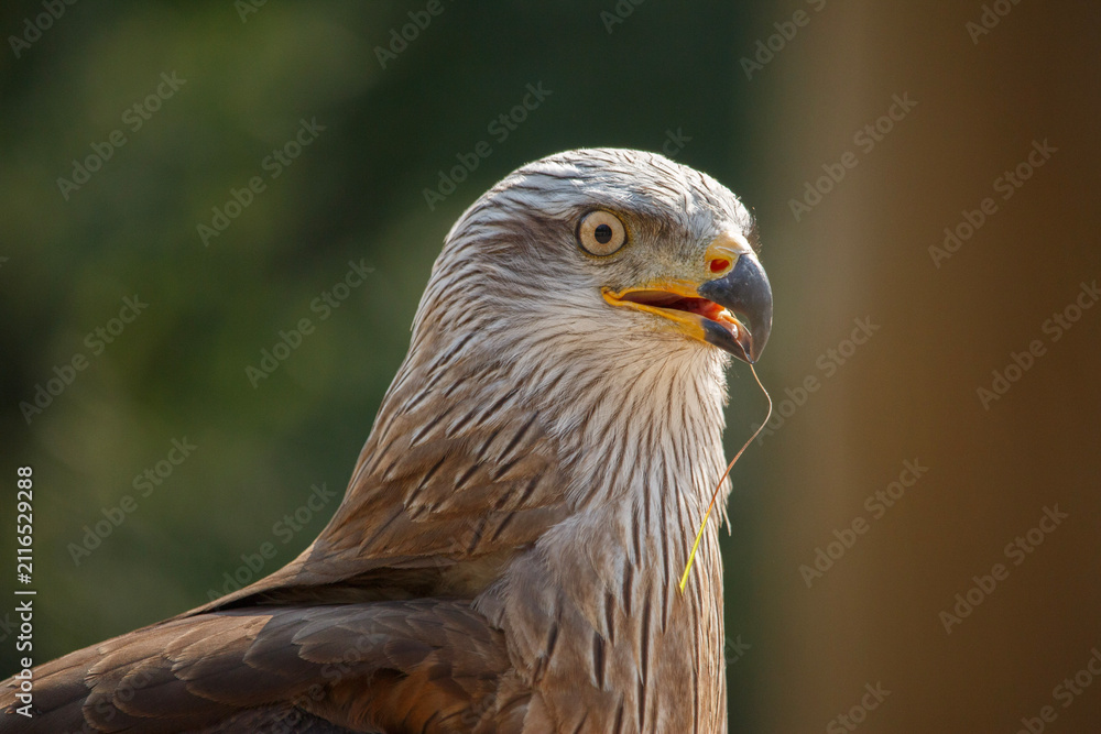 Fototapeta premium Closeup of Black Kite Bird Of Prey Head