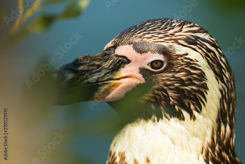 Bild auf Leinwand Portrait d'un manchot mettant en lumière son regard captivant, son plumage caractéristique et la beauté de cet oiseau marin
