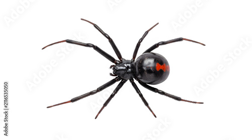 A detailed top down view of a black widow spider isolated on a plain white background