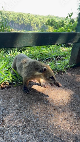  Side profile of a South American coati (Nasua nasua) on a textured stone pathway, showing its long snout and claws, surrounded by greenery