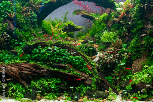 Foto Vibrant planted aquarium with lush aquatic plants, driftwood, red shrimp, and sm