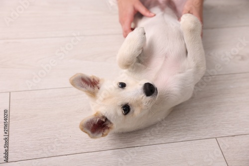 Cute puppy playing with owner at home, closeup