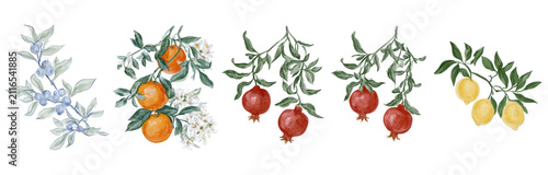 Botanical fruit illustrations set. Vintage style citrus and pomegranate branch drawings.