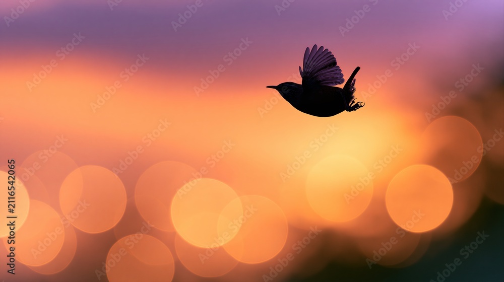 Fototapeta premium Hummingwren bird in flight against sunset bokeh background