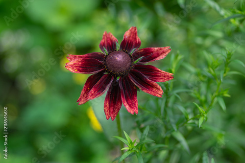 Canvas Print Dark burgundy Rudbeckia hirta flower blooming in a summer garden with velvety pe
