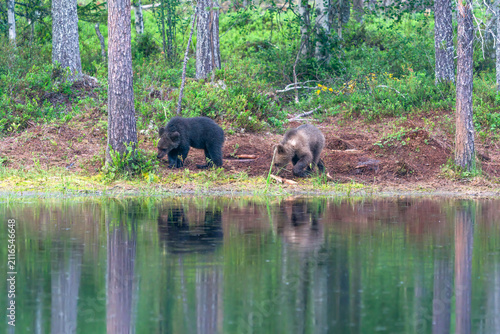 Two small brown bear cubs (Ursus arctos) in a forest in Finland - selective focus