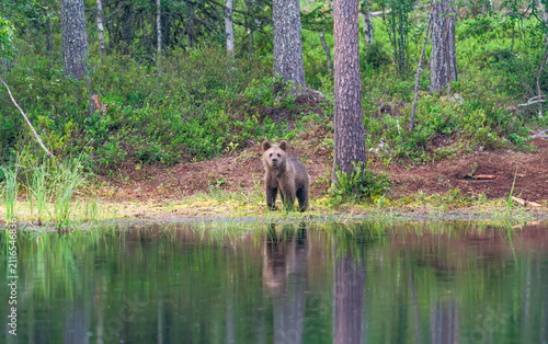 Small brown bear cub (Ursus arctos) in a forest in Finland - selective focus