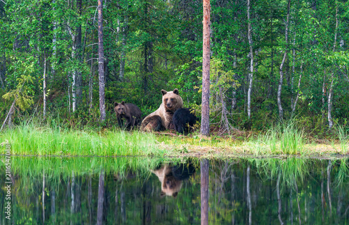 Wild brown bear female with cubs (Ursus arctos) in Finland - selective focus