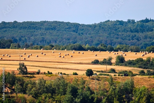 autumn landscape with trees
