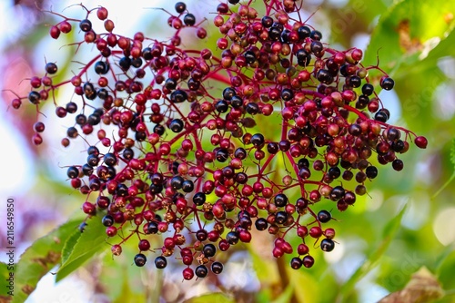 Holunderbeeren reifen im Sommer