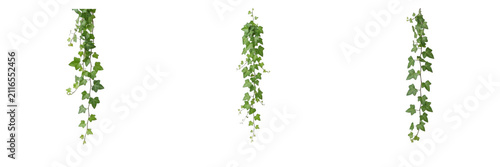 Fotografie Set of hanging green ivy vines with trailing leaves, cascading climbing plants i