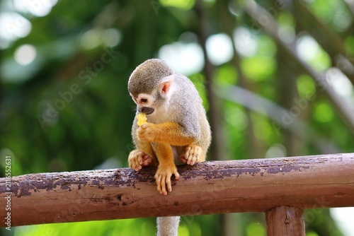 Fotografía Wild squirrel monkey resting in its natural habitat