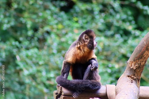 A yellow-breasted capuchin monkey perched on a branch in Brazil. Also known as macaco prego do peito amarelo, in Portuguese. 