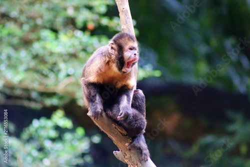 A yellow-breasted capuchin monkey snoring, perched on a branch in Brazil. Also known as macaco prego do peito amarelo, in Portuguese. 